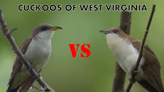 Cuckoos of West Virginia [upl. by Nomead]