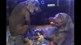 Cute Weimaraner Dog Shiv Arguing with his sister over teddys [upl. by Sharyl]