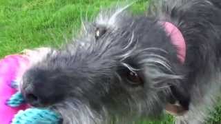 Molly Whiplington Bedlington Whippet Lurcher 1one [upl. by Anjela]