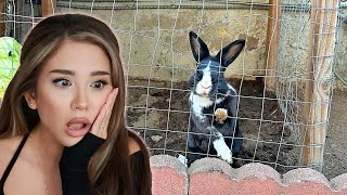 Breaking this bunny out of a hutch outside  House Rabbit Makeover  Episode 9 [upl. by Jedlicka]