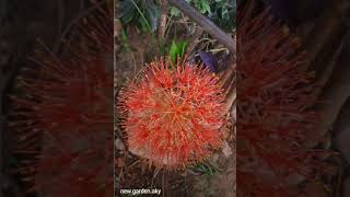 Scadoxus Multiflorus✨️🌿🌺🌿🌼🌿🌸🌿✨️ [upl. by Orfinger81]