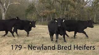 179 Newland Bred Heifers [upl. by Pilloff]