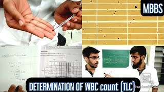 Determination of WBC count TLC Total leucocyte count  MUHS  mbbs practical hematology [upl. by Robbie]