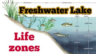 Fresh water Lakes and zones of Life  Litoral  Limnetic  Profundal zone  2nd Year Bio Hindiurdu [upl. by Schnell536]