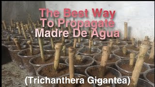 how to propagate madre de agua trichanthera gigantea cuttings  100 working [upl. by Acenahs]