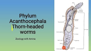 Phylum Acanthocephala  Thornheaded worms  Morphology Anatomy and life cycle of Acanthocephalans [upl. by Burney]