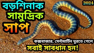 common sea snakehooknosed sea snakeবড়শিনাক সামুদ্রিক সাপHydrophis schistosusbeaked sea [upl. by Dor]