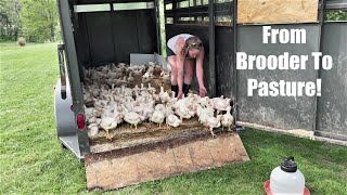 BEST Day On The Farm For Us amp The Chickens Brooder To Pasture [upl. by Gerhardt]