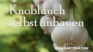 Knoblauch selbst anbauen [upl. by Intirb]