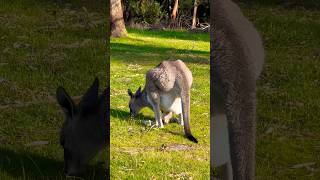 two heads eating  kangaroo wildlife cuteanimals animals baby kangaroobaby [upl. by Tiler]