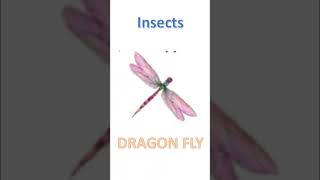 Insects Vocabulary with Sounds  Lunar Computer College [upl. by Disario]