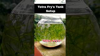 💥Tetra Frys Tank Setup🔥guppyfishfarming fish aquaculture tamil shorts viralvideo [upl. by Idonna720]