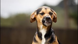 Funny Dogs Video The Most Hilarious And Emotional Moments Of Dogs [upl. by Powel]