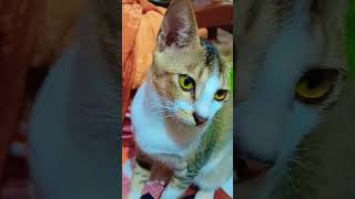 bollywood music comedy song hindisong youtubeshorts cat loveallahﷻ catlover [upl. by Zavras]