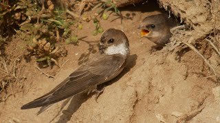 Sand Martins Bank Swallows Nesting and Chicks Feeding Facts [upl. by Alikam196]