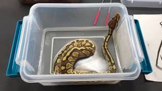 How to get your stubborn Ball Python hatchlings to eat their first meal [upl. by Earised]