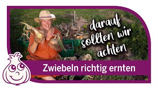 Zwiebeln ernten amp neues Gemüse pflanzen  Gartenarbeiten im August [upl. by Atiekan]