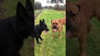 Boerboel gets to Play shortsfeed boerboel shepherd [upl. by Nurse]