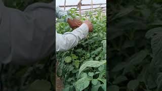 Frutos más grandes y más brotes de floración en el cultivo de tomate tomate fertilización [upl. by Aiel727]