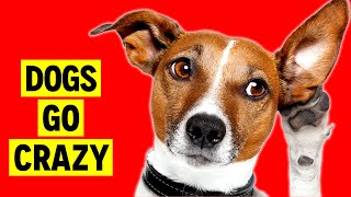 Crazy Sounds for Dogs  Sounds that makes Dogs Go Crazy [upl. by Goldi135]