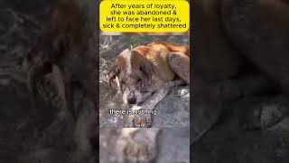 After years of loyalty she was abandoned shorts emotionalstory realstory story pets stories [upl. by Oak]