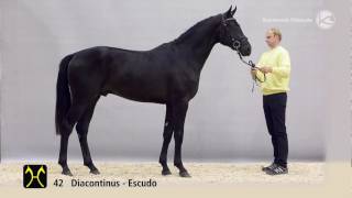 Hanoverian Stallion Licensing 2016 No 42 by Diacontinus Escudo I [upl. by Petrick80]