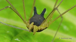 Bunny Harvestman in action Metagryne bicolumnata Cosmetidae Opiliones [upl. by Taveda]