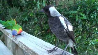 Baby Magpie sings to lorikeets [upl. by Phene]