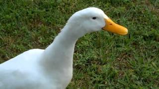 Curious Quackers  Duck Sounds [upl. by Merton]