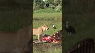 Lion Stalks Giraffe Carcass on the Serengeti Plains safarisightings [upl. by Alathia]