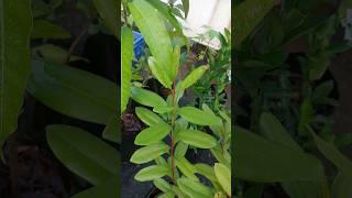 Allspice plant Pimenta dioica Jamaican Allspice terracegardening growbag [upl. by Ecinna303]