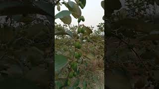 एप्पल बेर apple ber lemon [upl. by Auot]