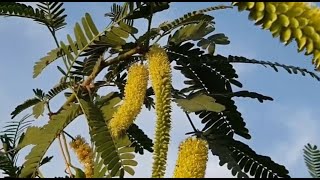 This invasive plant can be beneficial to the desert areaProsopis juliflora [upl. by Nytsrik]