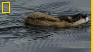 La nage du lemming [upl. by Nash]