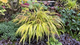 Hakonechloa Aureola Japanese Forest Grass  October 12 [upl. by Timus]