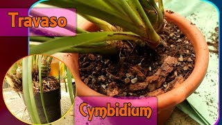 Rinvasare e dividere lorchidea Cymbidium [upl. by Atazroglam430]