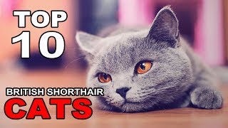 TOP 10 BRITISH SHORTHAIR CATS BREEDS [upl. by Necila]