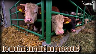 Bydło opasowe  Czy to się opłaca Wyliczenia na podstawie 2letnich obserwacji Ile zarobiłem [upl. by Akenihs]