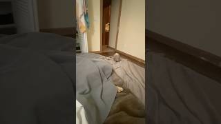 Rainier Hiding germanshepherd doglover adorable dogowner dog fypシ゚viral fyp socute aww [upl. by Lyret]