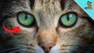 Can Cats See Colors The SURPRISING Answer [upl. by Other]