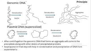 Plasmid DNA isolation Alkaline lysis method [upl. by Bauske]