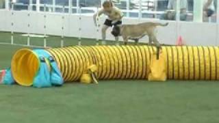 Incredible Agility Mastiff [upl. by Chantal423]