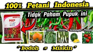 🔴 Jujur‼️100 Petani Tidak Paham Cara Pakai Pupuk MKP Pak Tani ❌ Serta Dosis Pupuk MKP Hidroponik ❌ [upl. by Kermy]