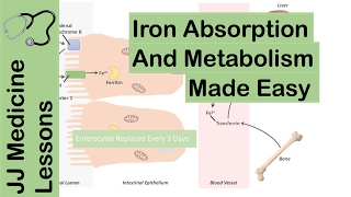 Iron Absorption Transport Metabolism and Regulation  Biochemistry Lesson [upl. by Tnerb753]