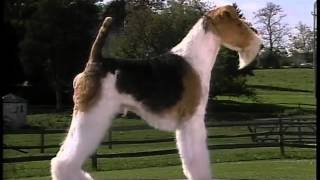 Wire Fox Terrier  AKC Dog Breed Series [upl. by Rochemont]