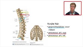 Wervelkolom 3 [upl. by Launamme]