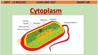 Cell 4  Mesosomes Chromatophores and Cytoplasm in Bacterial cell  NEET BIOLOGY  Class And Test [upl. by Alcot]