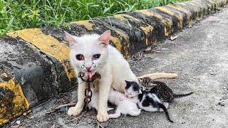 Desperate Mother Cat Begs for Help for Her Starving Kittens A Lady to the Rescue [upl. by Adile]