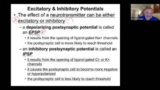 Chemical Synapse EPSP IPSP Neurotransmitter Removal Spatial and Temporal Summation [upl. by Yrrek]