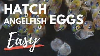 How to Hatch Angelfish Eggs [upl. by Flieger407]